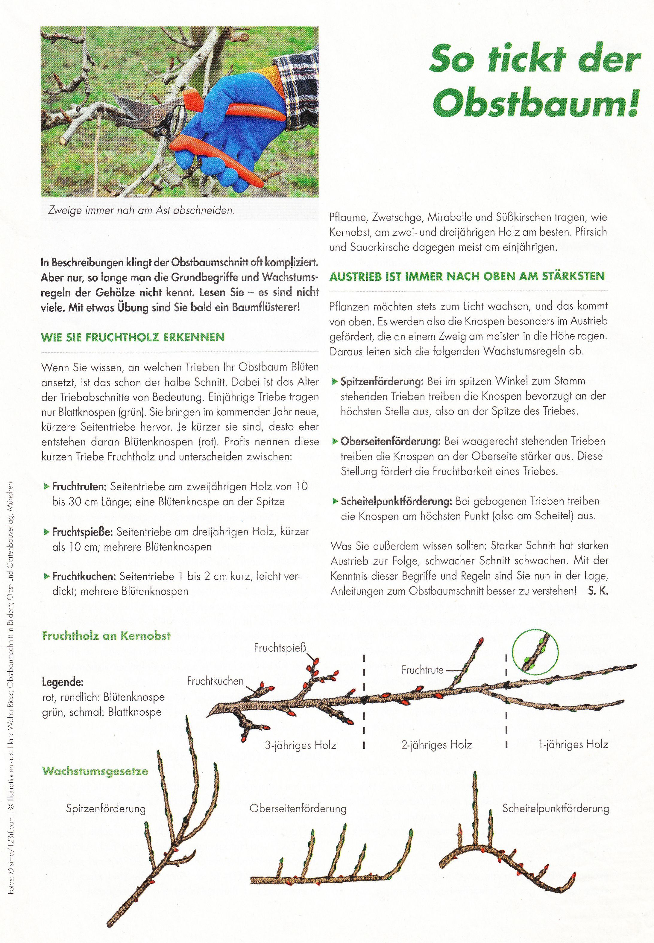 SoTicktDerObstbaum